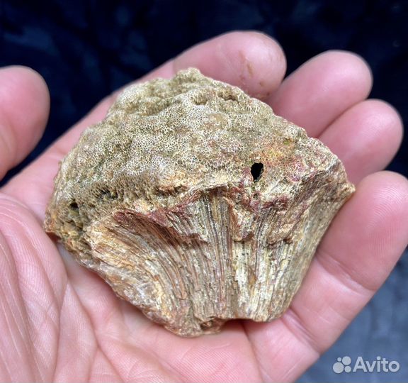 Древние окаменелости