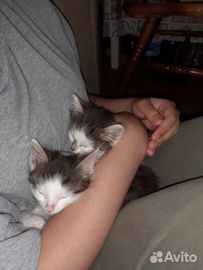 Отдадим в хорошие руки котят