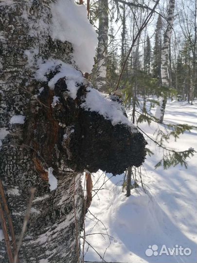 Березовая Чага