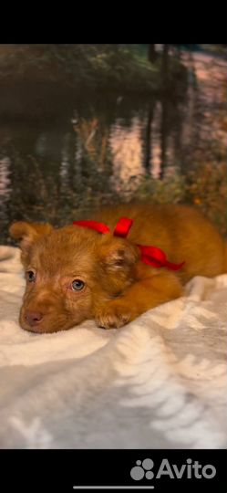 Собака в добрые руки щенок мальчик