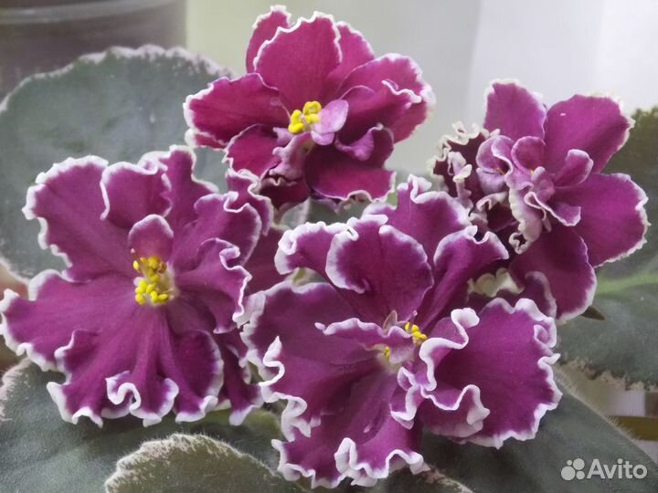 Листочки фиалок