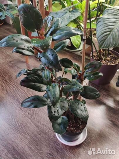 Филодендрон Конго ред (карликовая форма)