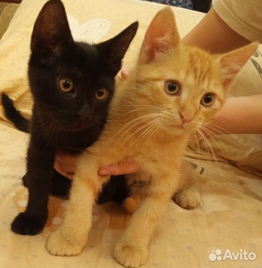 Котята ищут новых хозяев