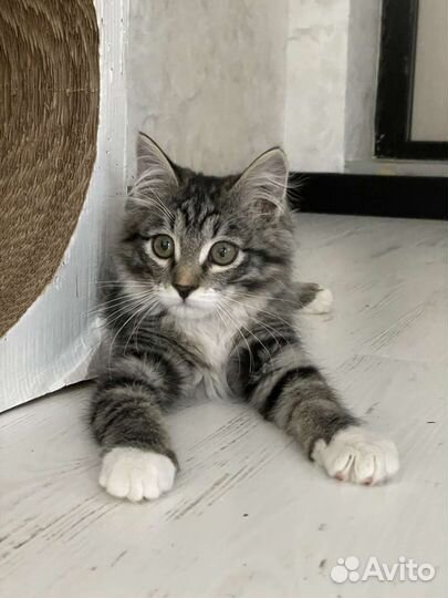 Домашняя передержка