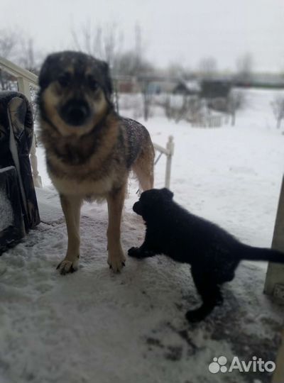 Собака в добрые руки отдам бесплатно