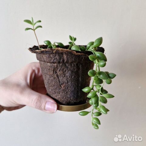 Крестовник Геррейна купить в Краснодаре | Товары для дома и дачи | Авито