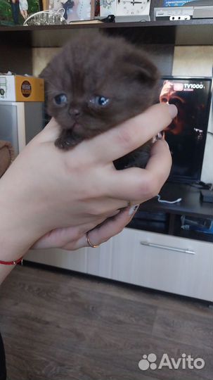 Шотландская вислоухая