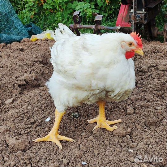 Домашние куры бройлеры