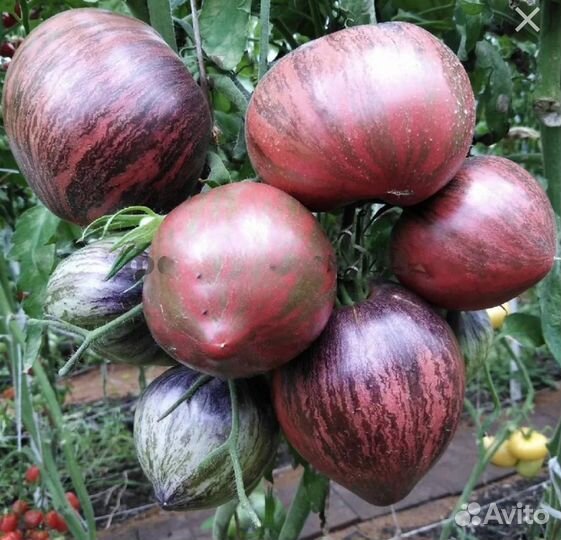 Семена томат помидор