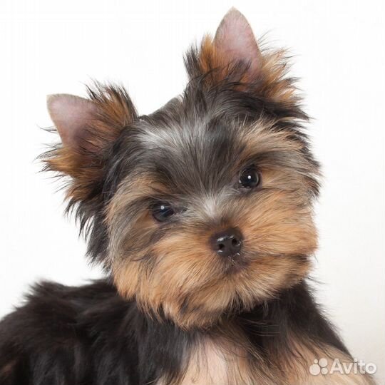 Мальчик йоркширского терьера