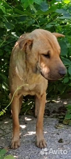 На заброшенной базе найдена метиска шарпейка