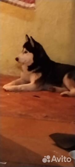 Сибирский хаски