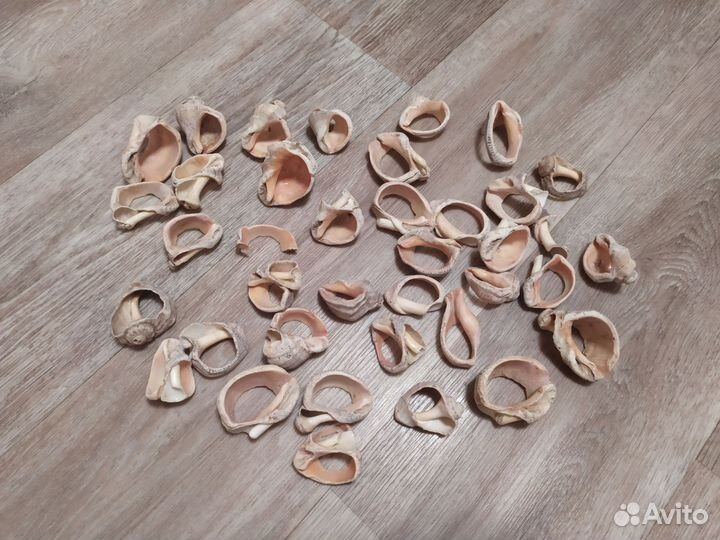 Морские ракушки раковины