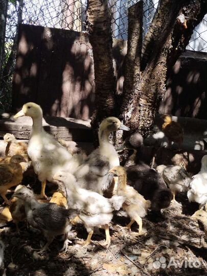 Голубой favorit утки