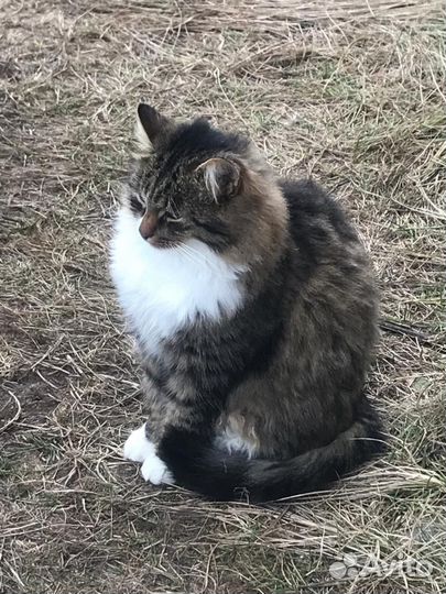 Кот в добрые руки