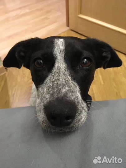 Передержка животных, зооняня, выгул собак