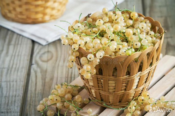 Свежая красная смородина, белая,черная, крыжовник