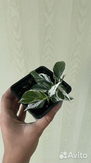 Калатея white fusion