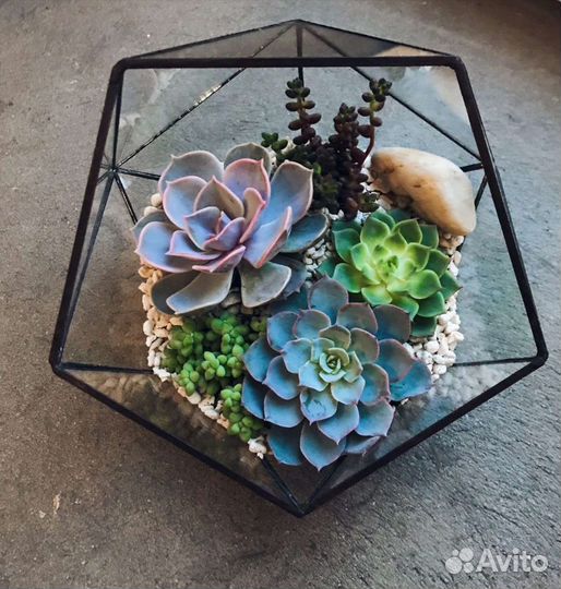 Флорариум из суккулентов