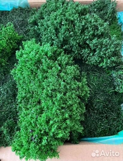 Мох для интерьерных работ для кашпо и реек декор