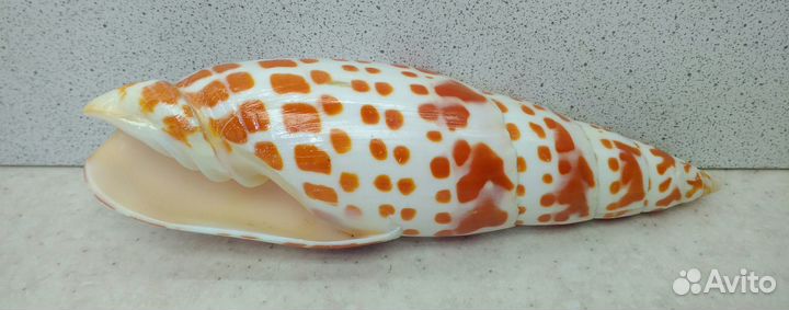 Митра Митра14,1 морская ракушка раковина