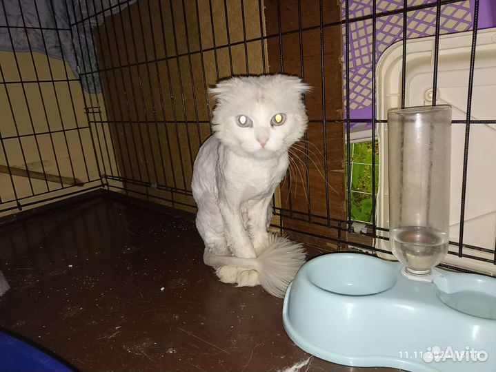 Кот в добрые руки вислоухий
