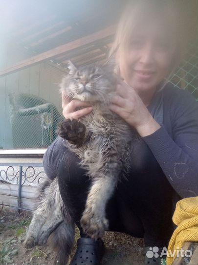 Мейн кун