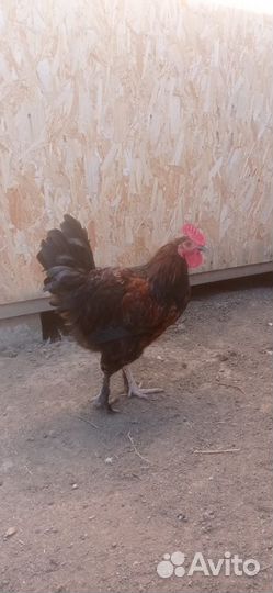 Молодые петушки