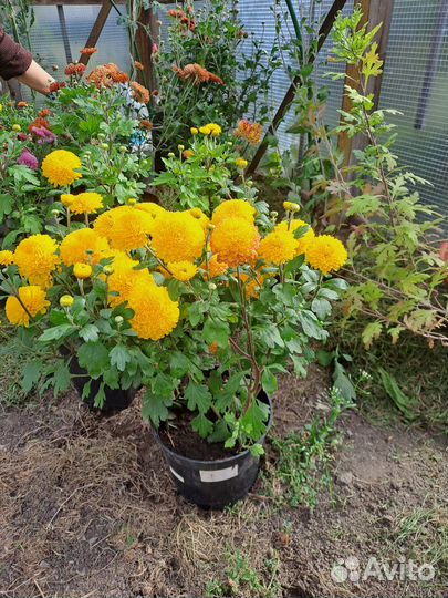 Рассада многолетних цветы