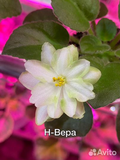 Фиалки набор 