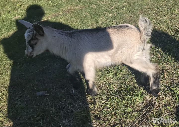 Альпийские козлята