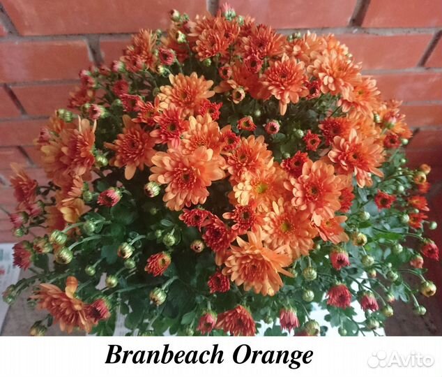 Мультифлора кусты