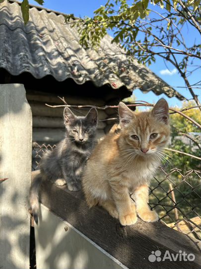 Котята кот кошка