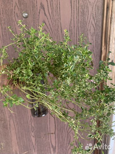 Тимьян- Чабрец Мистик Лемон