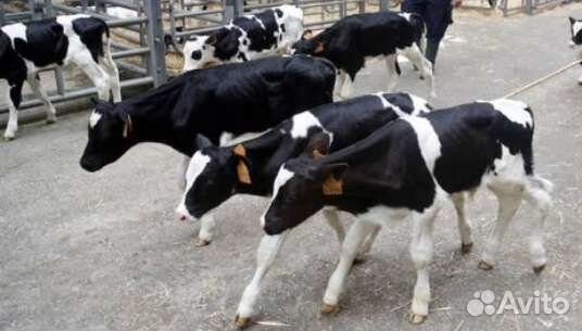 Бычки телята