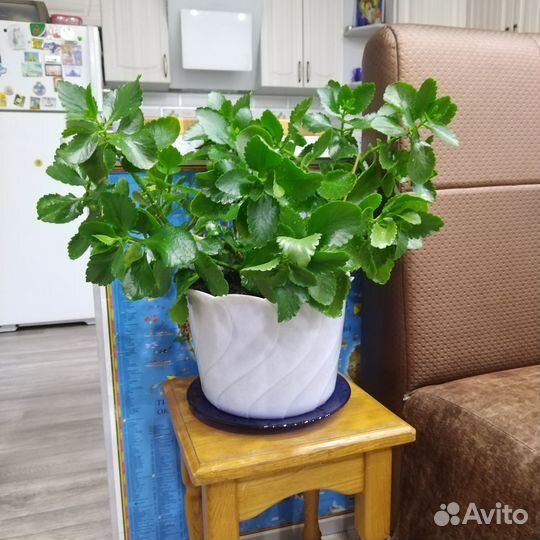 Каланхоэ цветущий