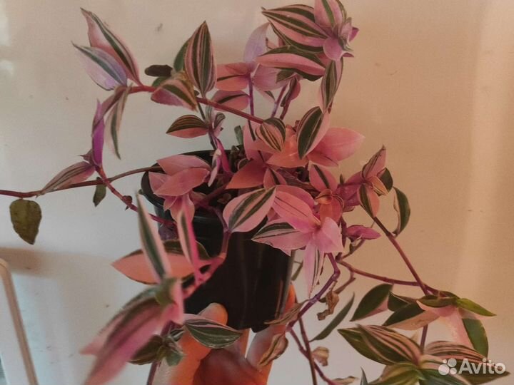 Огромная традесканция