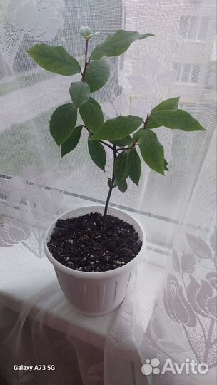 Лавровый лист