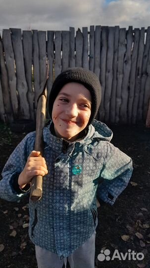 Крупные серые гуси