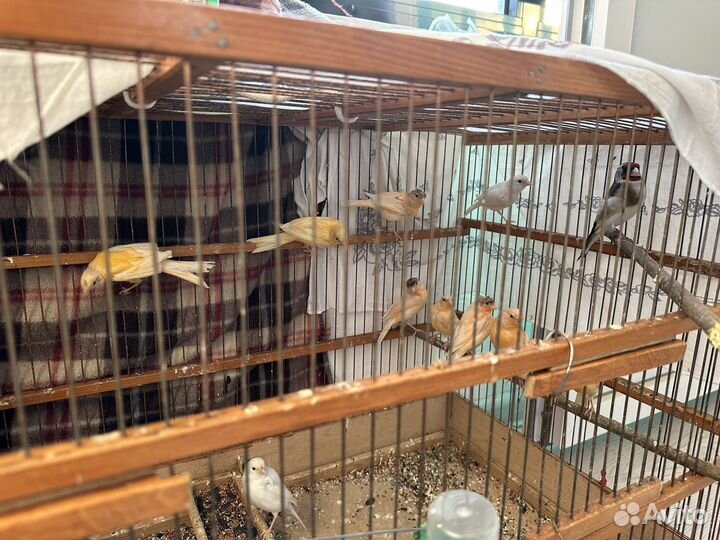 Кенара и канарейки