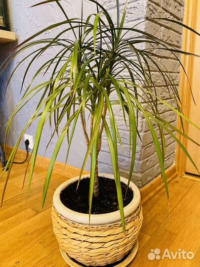 Кливия. Пеперомия. Драцена