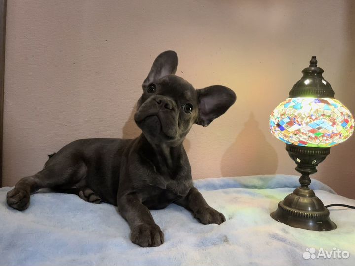 Французский бульдог голубой