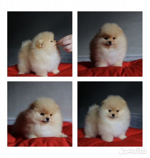 Малыши Померанского Шпица
