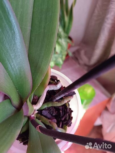 Орхидея фаленопсис биг лип