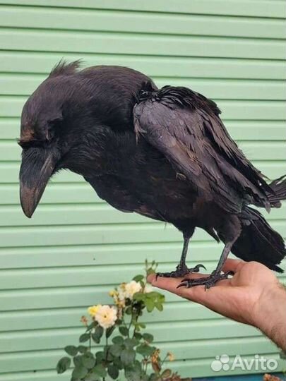 Чучело вороны