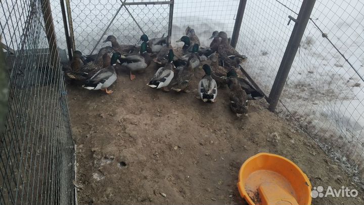 Утки подсадные для охоты