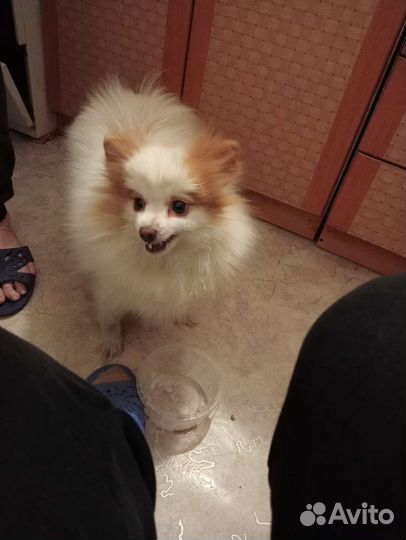 Немецкий шпиц