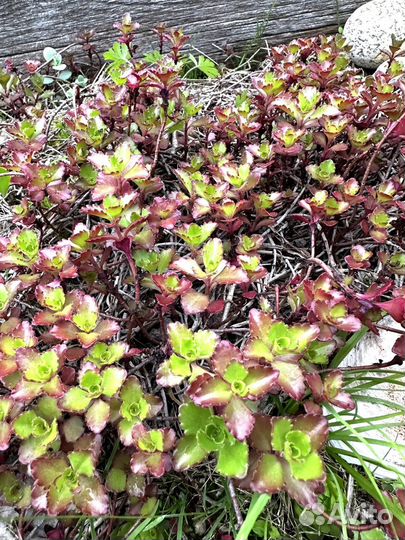 Очитки садовые