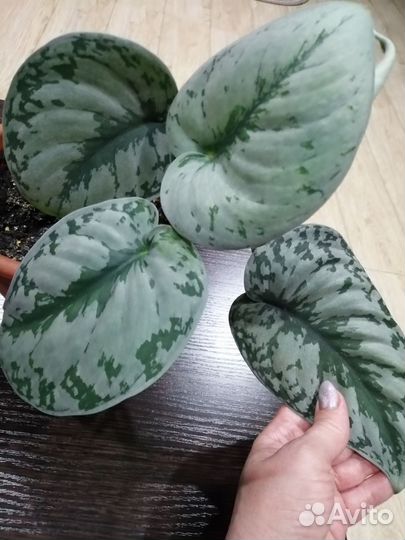 Цветики домашние