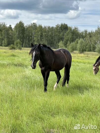 Продам лошадей